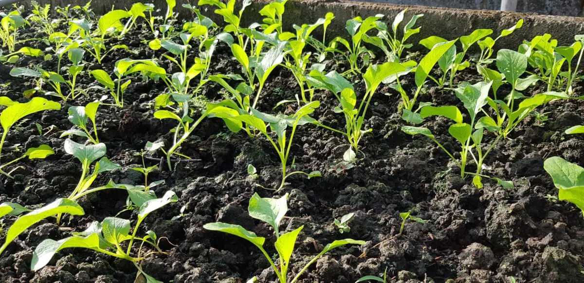 Rabbit Manure All About Rabbit Poop As A Fertilizer And The Many Benefits The Dying Art Of Living